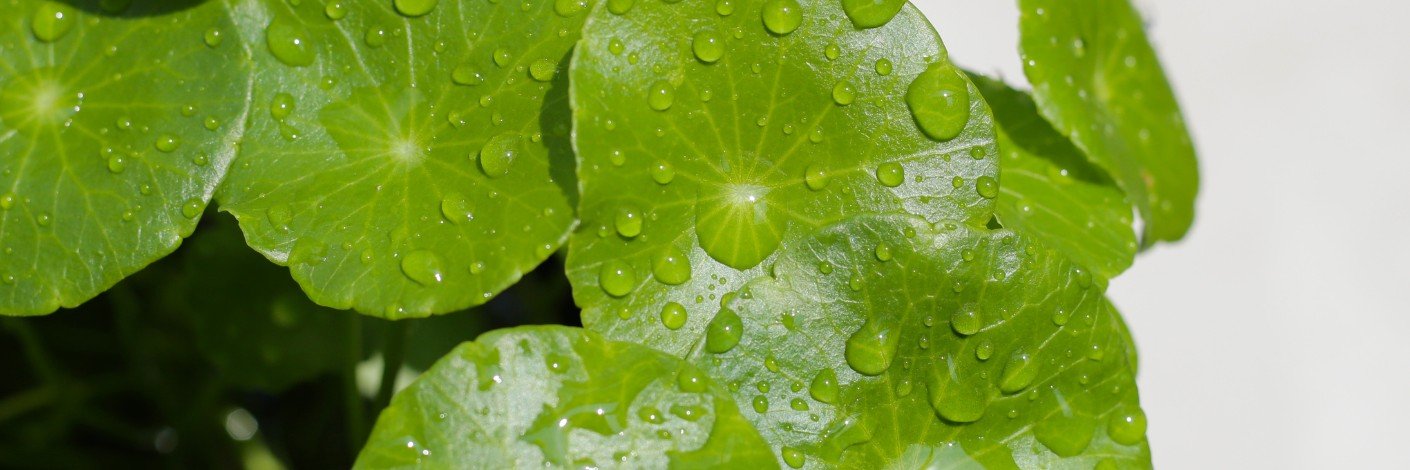 Gotu Kola herb leaves used in Ayurvedic skincare for collagen boosting and skin repair